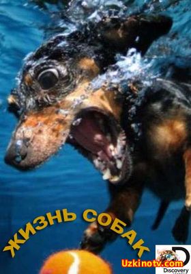 Смотреть Жизнь собак (2016) HD